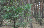 Las w miejscowości Brody