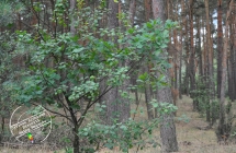Las w miejscowości Brody