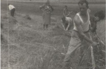 Mezczyzna koszacy kosa zboze